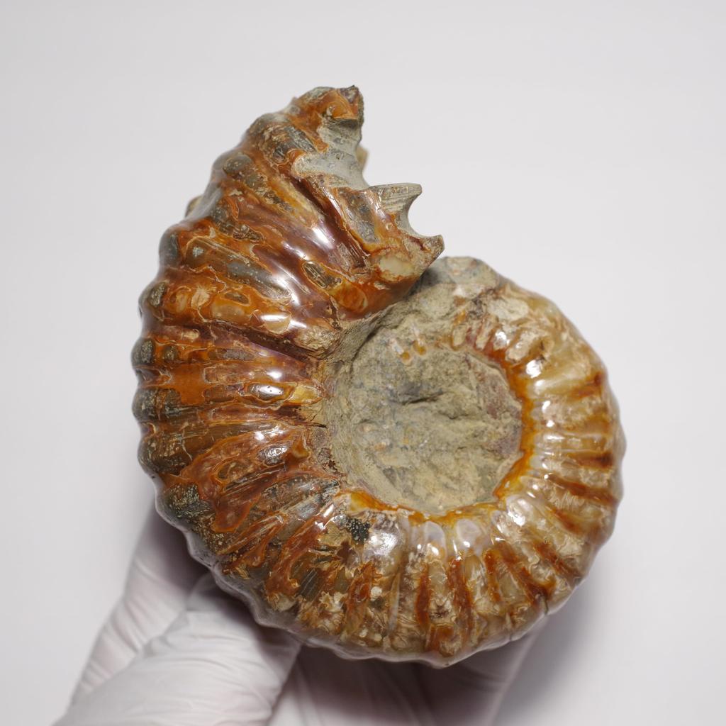 Pietra Fossile Naturale Ammonite [N2 Naturale] (Ammonite-Douvilleiceras sp.) / Campione Tattile (9 "Unico nel suo genere" circa. 352g, 95x74x49mm)