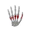 Scary Fake Skeleton Hands Realistic Spirit Claw Halloween Skeleton Hands  Halloween Themed Party