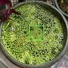 Set of 5 Water Floating Plant Holders Rings Fish Feeding Rings Square Round for FishTanks Plant Cultivation Supplies
