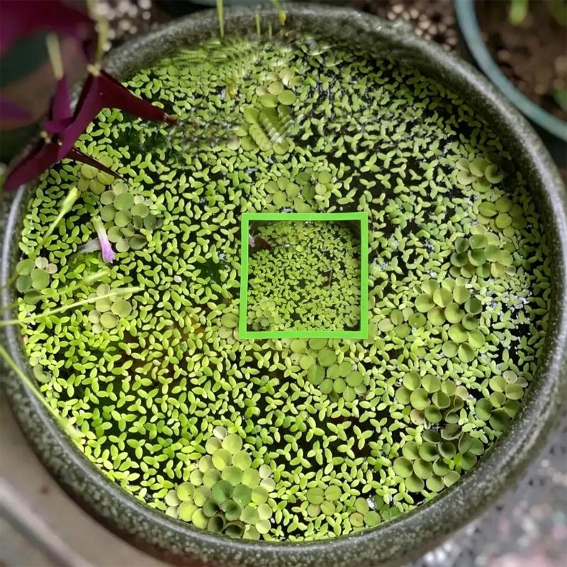 Set of 5 Water Floating Plant Holders Rings Fish Feeding Rings Square Round for FishTanks Plant Cultivation Supplies