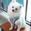 Back and Chest Harness Set for Pet Dogs - Leash for Taking Dogs Out for Walks - Cat Leash - Small Dog Breathable Walking Rope