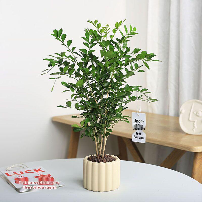 Nordic Ceramic Orchid Vase - Light Luxury Style for Small Plants