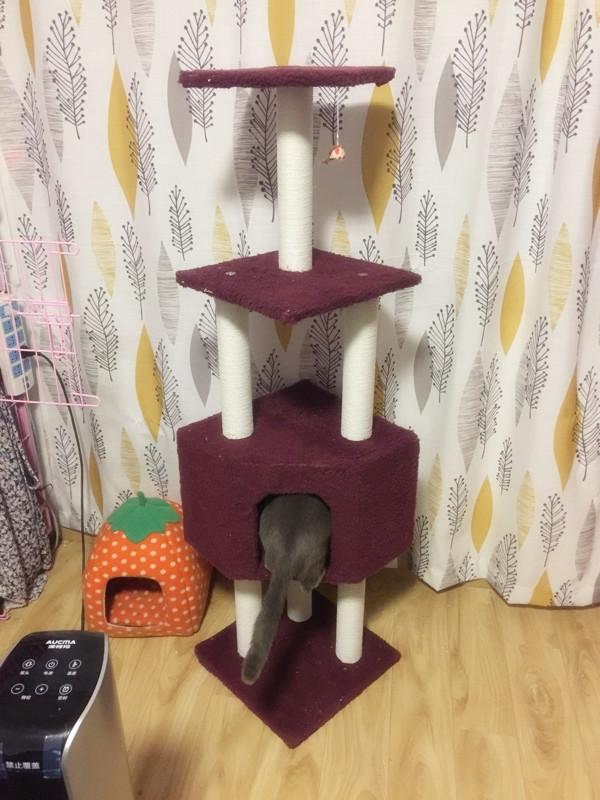 

Игрушки для кошек, сборка в помещении, башня на дереве, гнездо, веселье, обучение поведению, царапание, платформа для скалолазания, игра, декор, товары для домашних животных 40 40 140 Cm