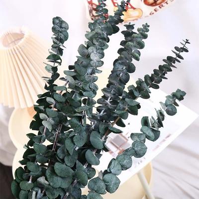 10 Pcs Real Leaves Hanging Dried Eucalyptus 22 Inch Large Preserved Eucalyptus Stems Multi-Purpose Green Home Decoration