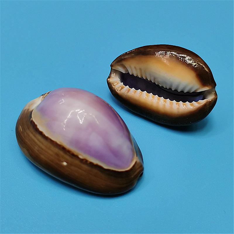 Vzácný přírodní exemplář mušle kauri pro akvárium nebo středomořskou domácí dekoraci