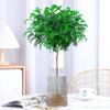 Hydroponic Fragrant Wood Indoor Plant | Insect & Mosquito Repellent | Evergreen Year-Round Desktop Decor