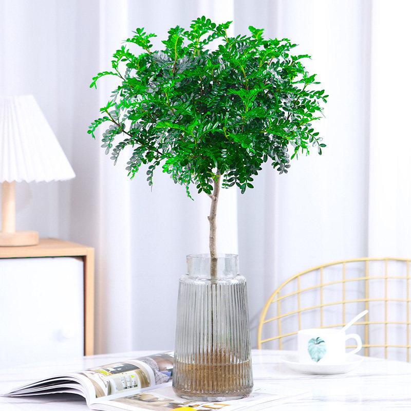 Hydroponic Fragrant Wood Indoor Plant | Insect & Mosquito Repellent | Evergreen Year-Round Desktop Decor