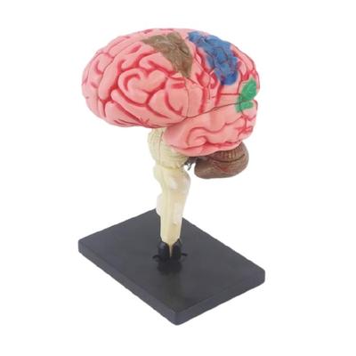 Human Brain Anatomy Model with Detachable Organs Body Part Educational Human Brain Anatomy Model for Kid Teen Aged 7-14