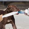 Dog Break Stick Nylon Toy for Dogs Medium