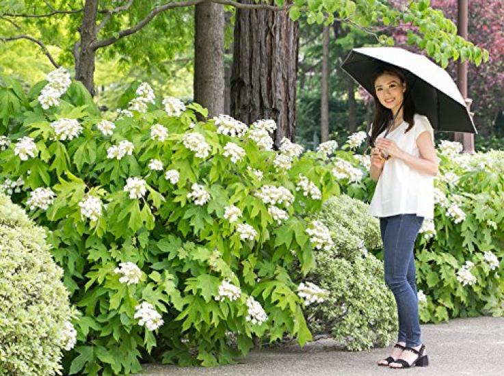 Classico Japanese complete light light for both sunny and rainy UV UV light bamboo handle fabric, 100% blocking, 100% blocking, days, parasol, 100%
