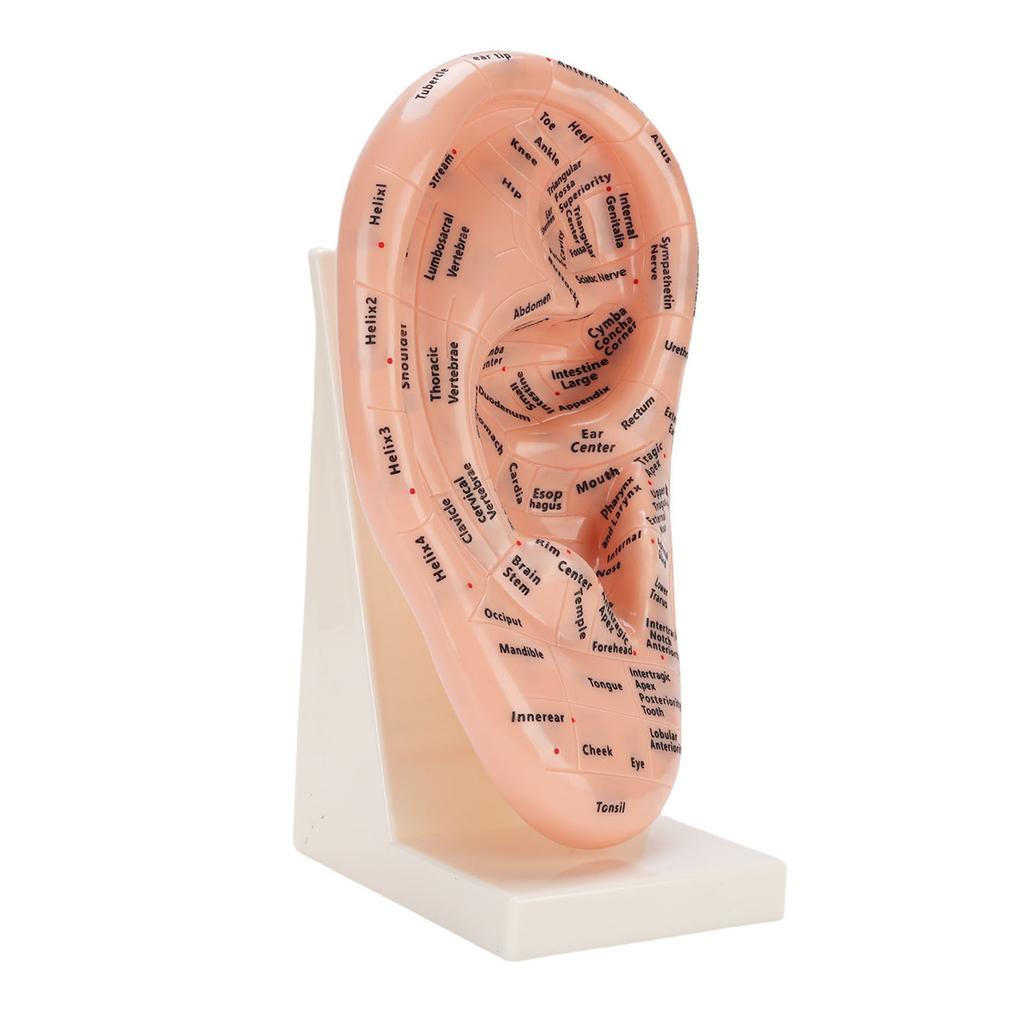 Model Punct Acupunctură Ureche Instrument Educațional Consumabile Laborator Model Masaj Zona Urechii cu Suport