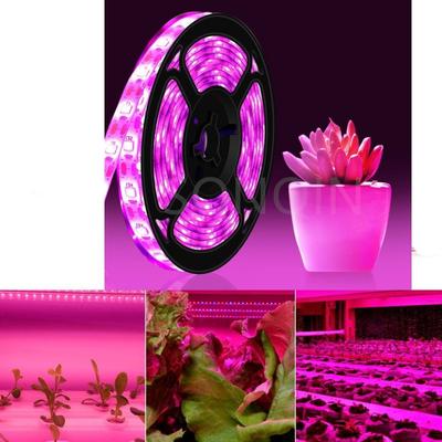 5M 12V LED Grow Light Full Spectrum Grow Light Strip 5050 LED Phyto Lamps For Indoor Flower Seed Hydroponic Plant Growing Lamp