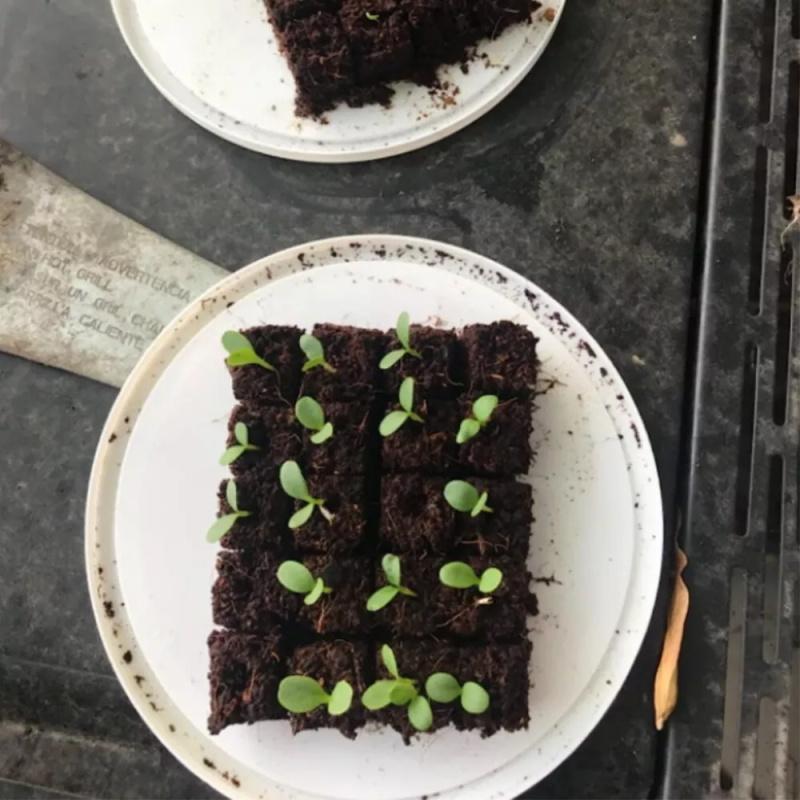 20 Cells Manual Soil Block Maker With Comfortable Grip Soil Blocker New