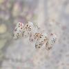 Tomoni Iridescent Gold Flower Nail Art Stickers - Retro Light Luxury Style DIY Nail Decorations.