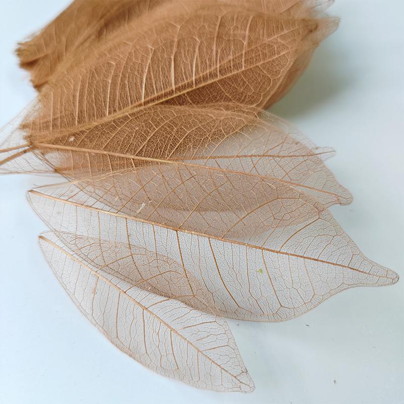 5~9CM*2~3.5CM,10PCS/Set,Real Dried Natural Vajra Leaf ,Pressed Dry Flowers Skeleton Leaves,DIY Wedding Decoration