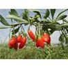 250g Goji Organic Uscat Wolfberry Ceai de Plante Nespera Chinezesc Gouqi