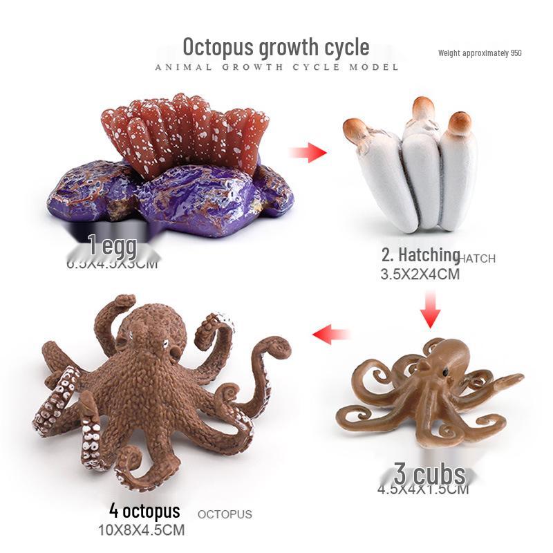 Animal Growth Cycle Models: Chicken, Duck, Goose, Butterfly, Turtle, Frog Montessori Teaching Figurines