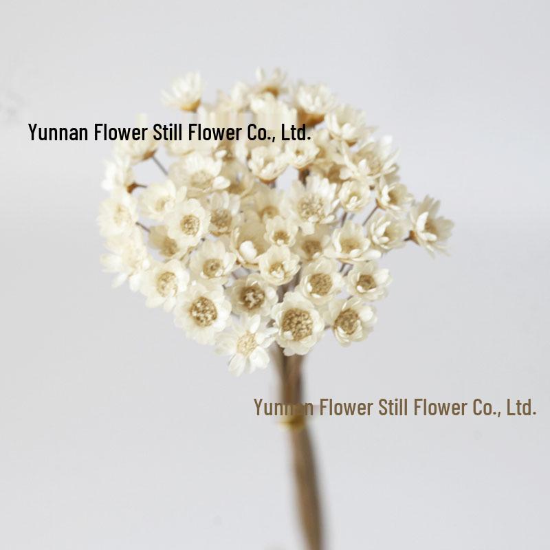 Brazil Starflower Daisy Scented Candle, Lipstick, and Dried Flower Mini Bouquet DIY Resin Photo Frame Arrangement