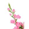 Bouquet of 5 light pink gladioli