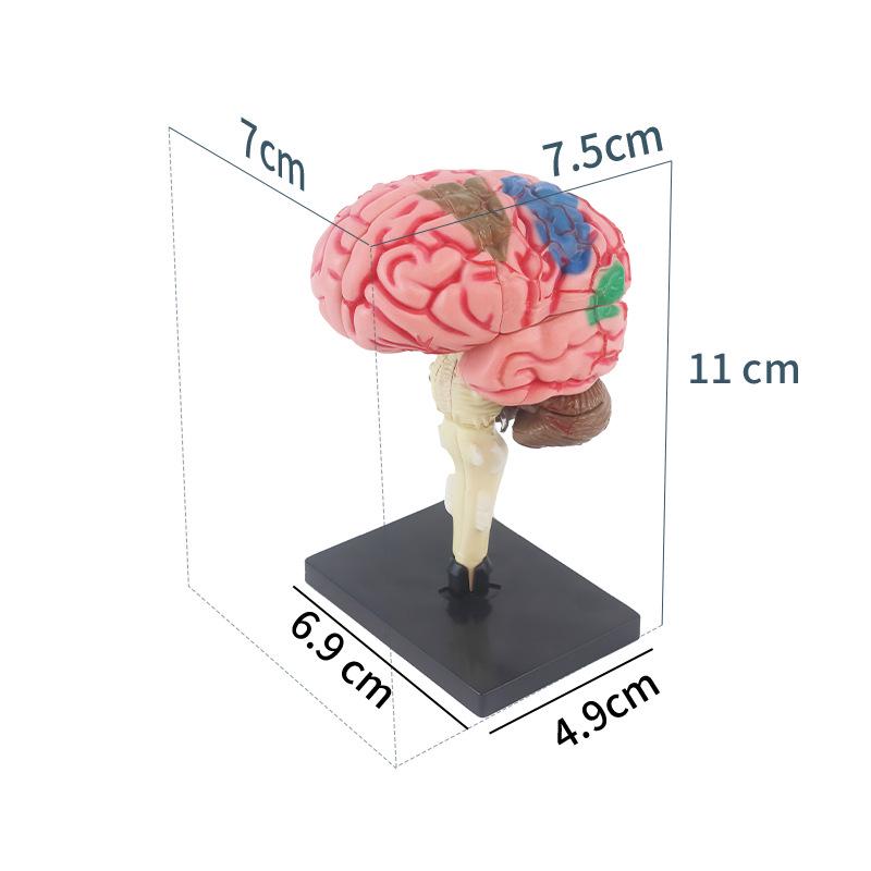 3D Human Brain Model: Features Brain, Nerves, Brainstem, Blood Vessels, and Functions - DIY Educational Toy