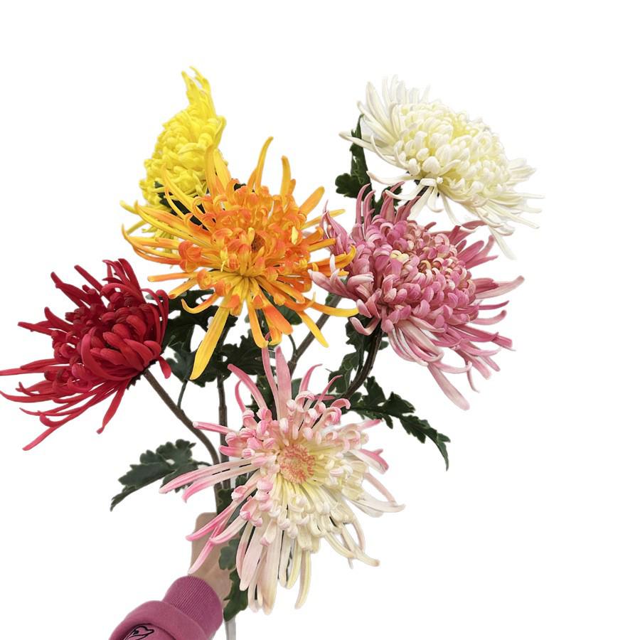 Chinese Style Chrysanthemum Simulation: Soft Rubber Golden Silk Indoor Decor & Photography Prop