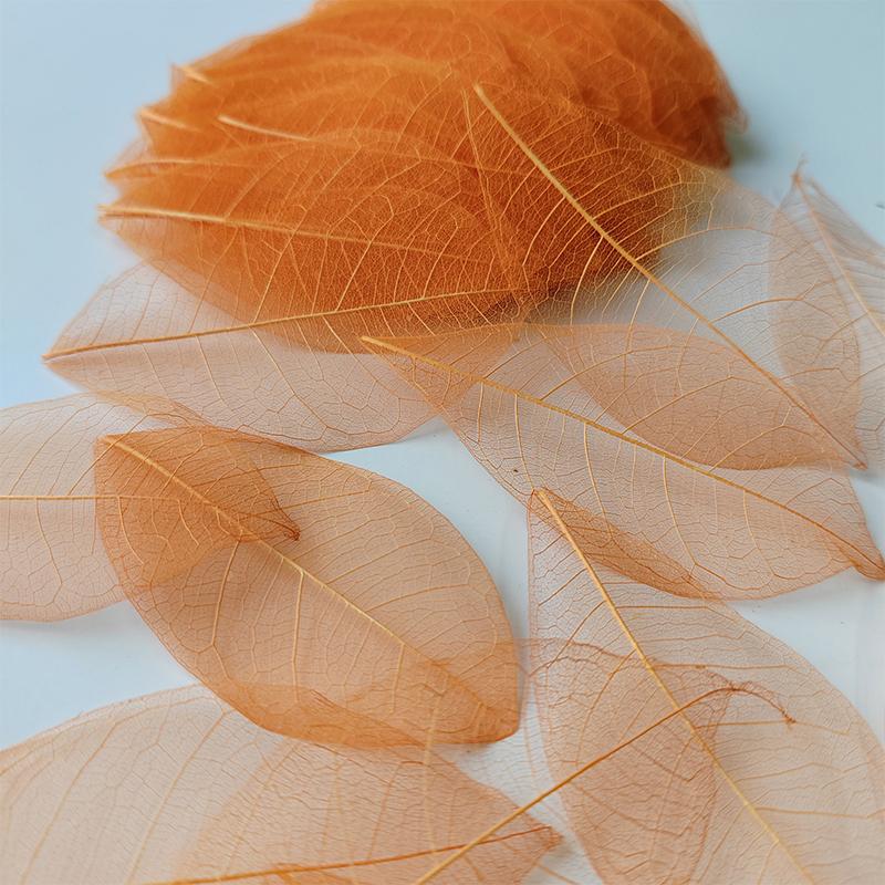 5~9CM*2~3.5CM,10PCS/Set,Real Dried Natural Vajra Leaf ,Pressed Dry Flowers Skeleton Leaves,DIY Wedding Decoration