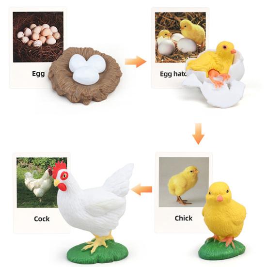 1 Box Biology Discovery Toy Realistic Frog Bee Panda Chick Butterfly Fish Plant Animal Life Cycle Learning Creative Toddler