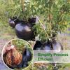 10PCS Plant Root Growing Ball Reusable Plants Rooting Ball Reproduction Device Garden Cuttings Grafting Rooting Propagation Ball