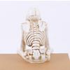 Realistic Halloween Skull Figurines Spooky Atmosphere Skeleton Decoration  Festival Decoration
