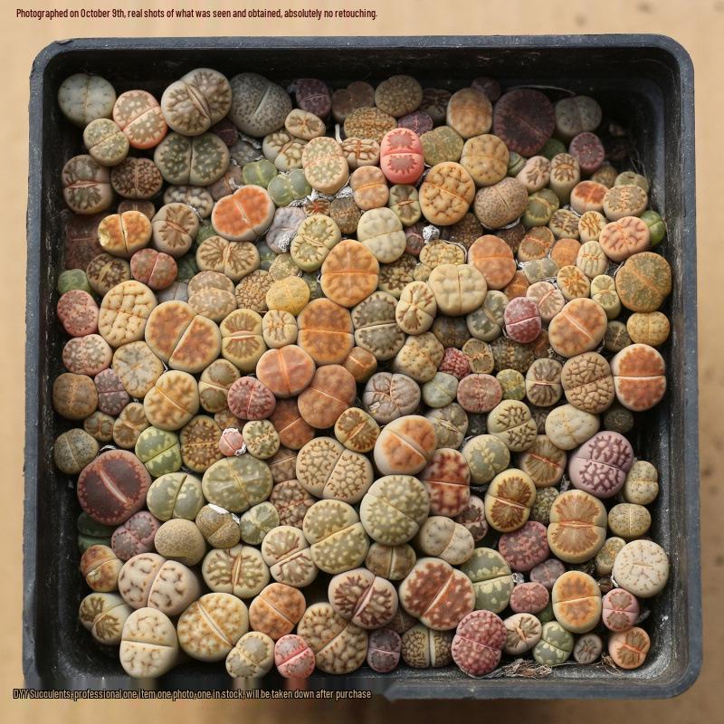 Rare Lithops Succulent Pot: Diverse Colors & Varieties