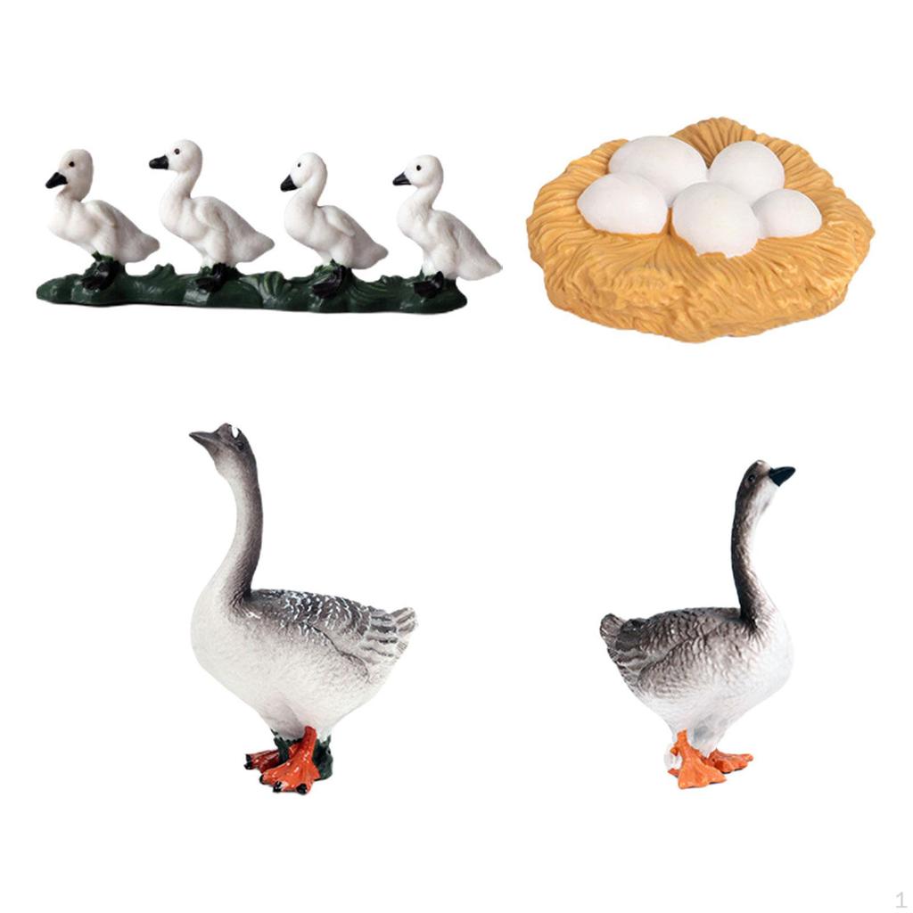 Educational Goose Life Cycle Discovery Kit for Young Explorers
