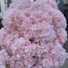 Silk Artificial Hydrangea Flower Large Size Simulated Wedding Floral  for Home Party Wedding