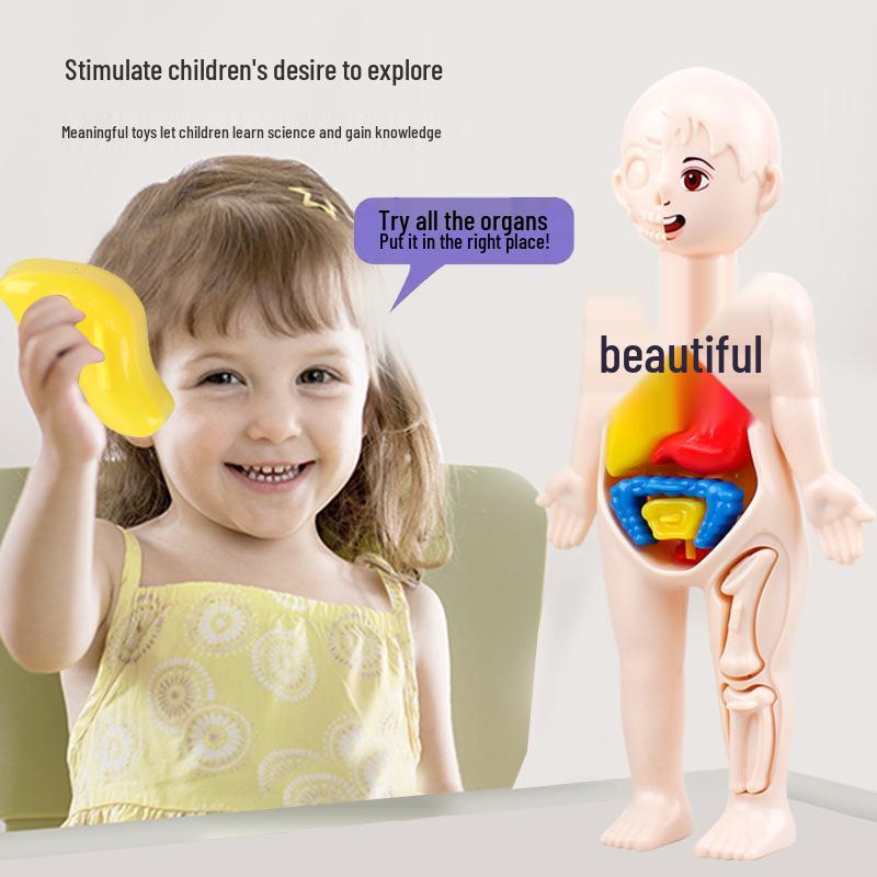 DIY Human Organ Structure Model for Children's Science Education