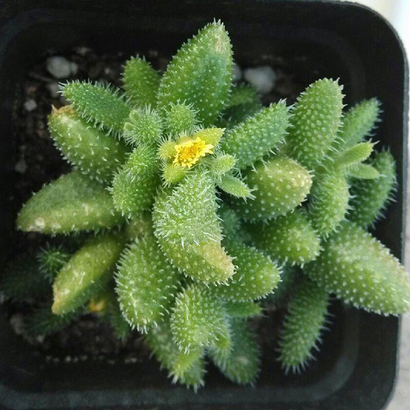 Lei Tong Multi-headed Succulent Plant - Beginner-Friendly Office Desktop Greenery with Radiation Protection