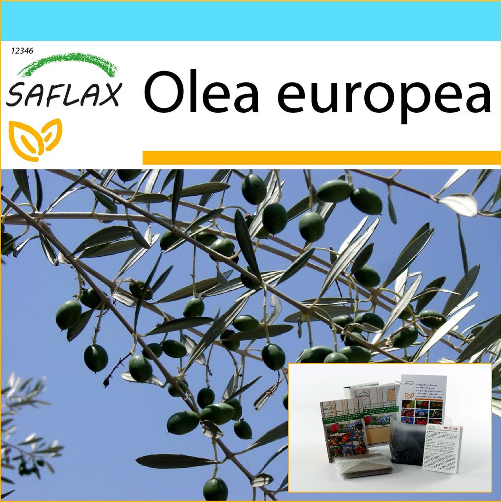 SAFLAX Geschenkset - Gewöhnliche Olive - 20 Samen - Mit Geschenkbox, Karte, Etikett und Blumenerde - Olea europea