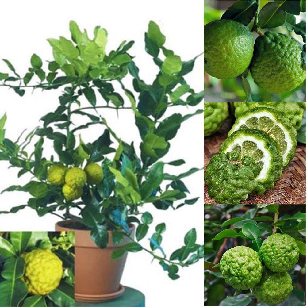 18 pcs Kaffir Lime Tree Seeds Garden Plant Bonsai Seed Potted Plant