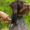 Leash For Dog Or Cat Automatic Strong Tape 5M With Locking 15Kg S1
