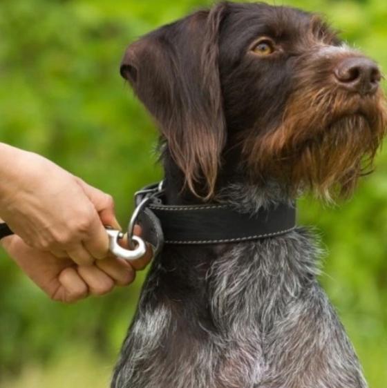Leash For Dog Or Cat Automatic Strong Tape 5M With Locking 15Kg S1