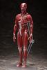 figma Human Body Model, Non-Scale, ABS & PVC, Painted, Movable Figure, F51042