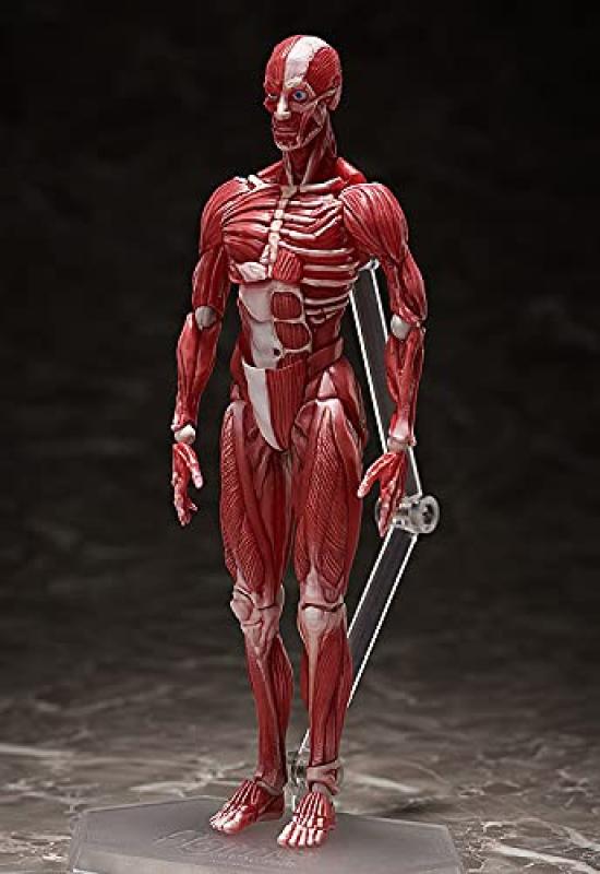 figma Human Body Model, Non-Scale, ABS & PVC, Painted, Movable Figure, F51042