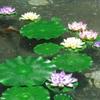 1 Pc Artificial Water Lily Lotus Leaf Without Flower For Floral Pond Garden Flower Artificial Flowers Decor Home Decor