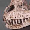 GOTOTOP Dinosaur Skull Model, Dinosaur Skull Model Simulated Animal Skeleton Lifelike Teaching Skeleton Model for Home Office Aquarium Bar Party