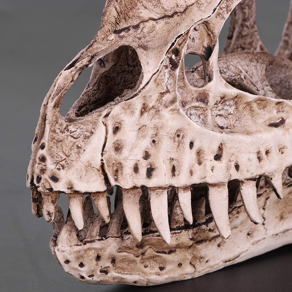 GOTOTOP Dinosaur Skull Model, Dinosaur Skull Model Simulated Animal Skeleton Lifelike Teaching Skeleton Model for Home Office Aquarium Bar Party