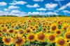 Epoch Jigsaw Japanese Sunflower Village In the Sunshine Hokkaido Includes and Score Ticket 1000-Piece Puzzle Landscape - (50x75cm) 09-029s, Glue,