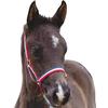 Roma Foal Headcollar