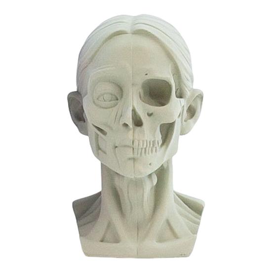 Generic Planar Head Model for Drawing Resin Skull Sculpture with Detailed Muscle Structure Art Study Tool for Sketching Anatomy Learning
