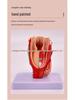 Anatomical Human Throat Model: Throat Muscles, Laryngeal Cartilage, Cavity, Vessels, and Thyroid Gland for Otolaryngology.