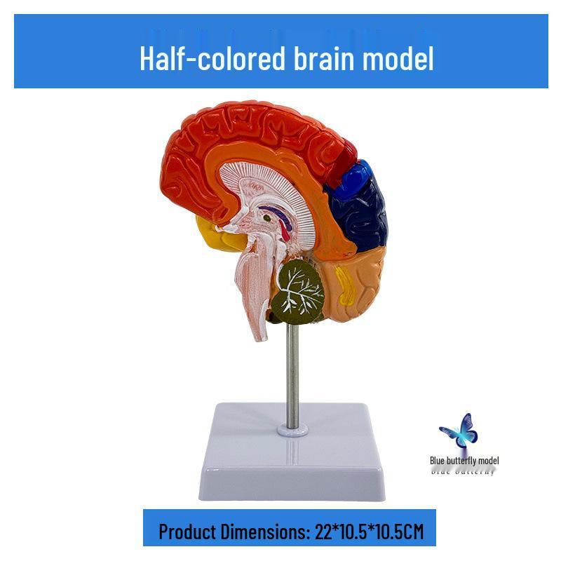 Color-Coded 1:1 Brain Function Partition Model - Teaching Simulation Tool
