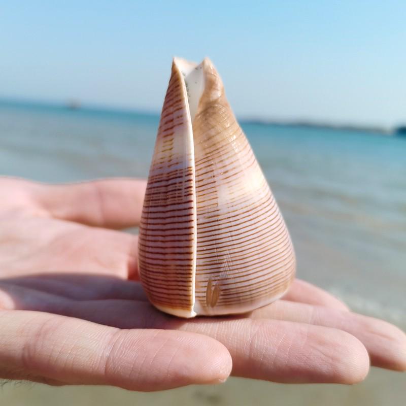 Large Conch Seashell Ornament for Wall Decor, Aquarium Aquascaping, and Sea Sound Collection
