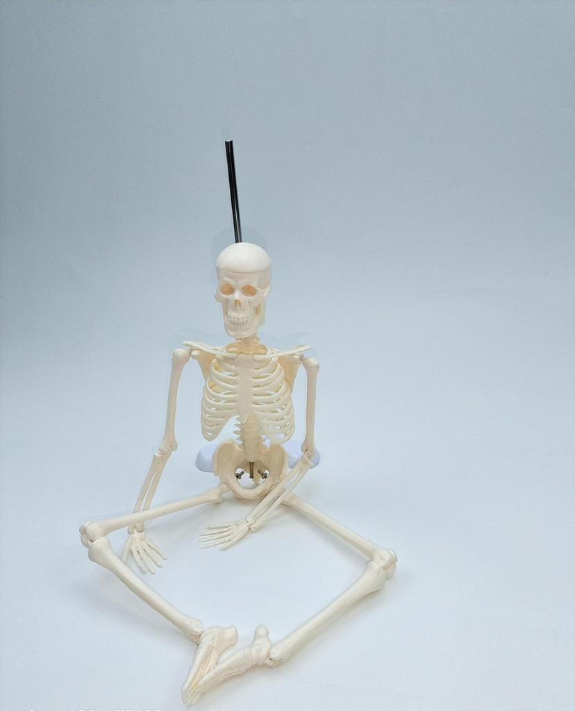 45cm Human Skeletal Model for Medical Teaching and Education